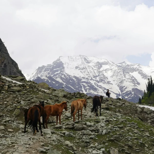 Kachaar Pony and Porter Service for Adi Kailash Yatra Trek